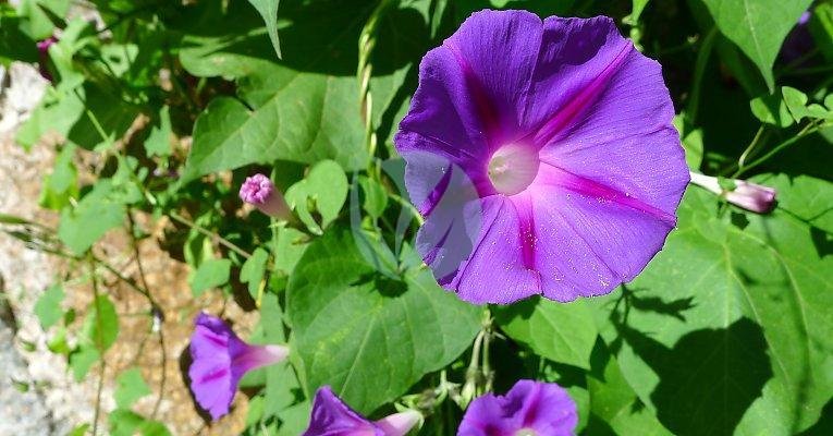 ipomea-maroc-clorofila