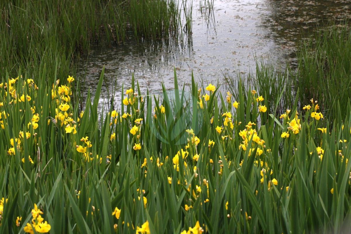 iris-des-marais-1-3