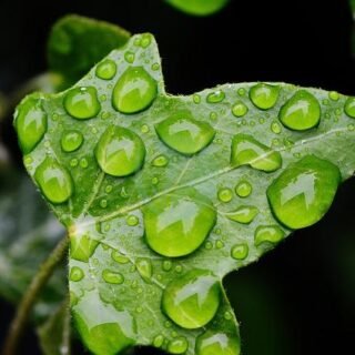 Rhoicissus (vigne d’appartement) - الصورة 5