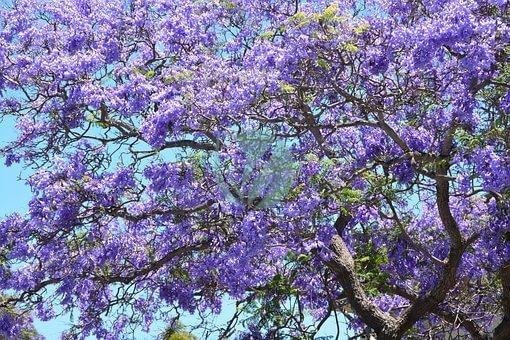 Jacaranda (flamboyant bleu) - الصورة 5
