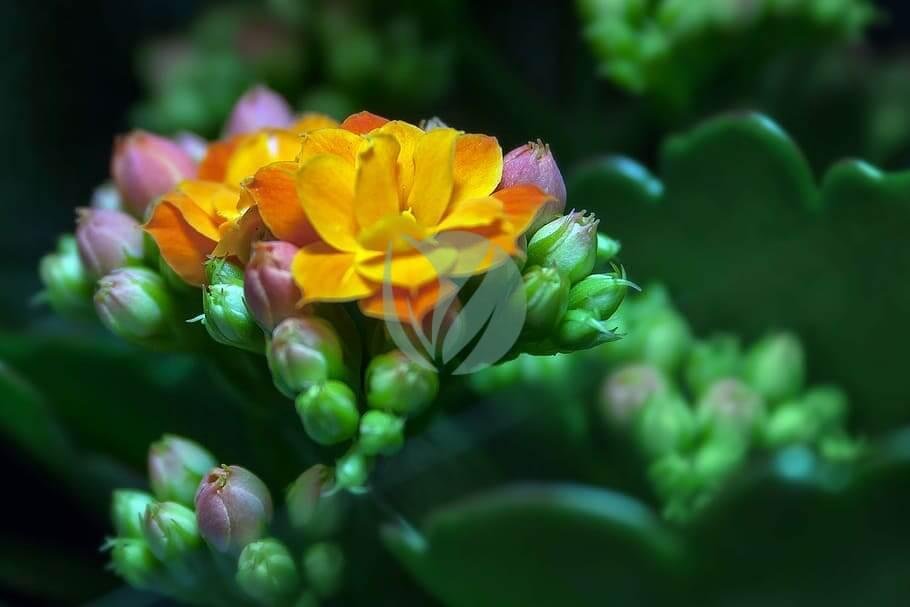 kalanchoe-blossom-bloom-thick-sheet-greenhouse-3