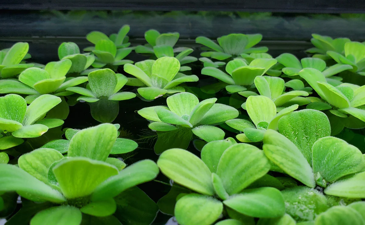 laitue-eau-Pistia-stratiotes-3