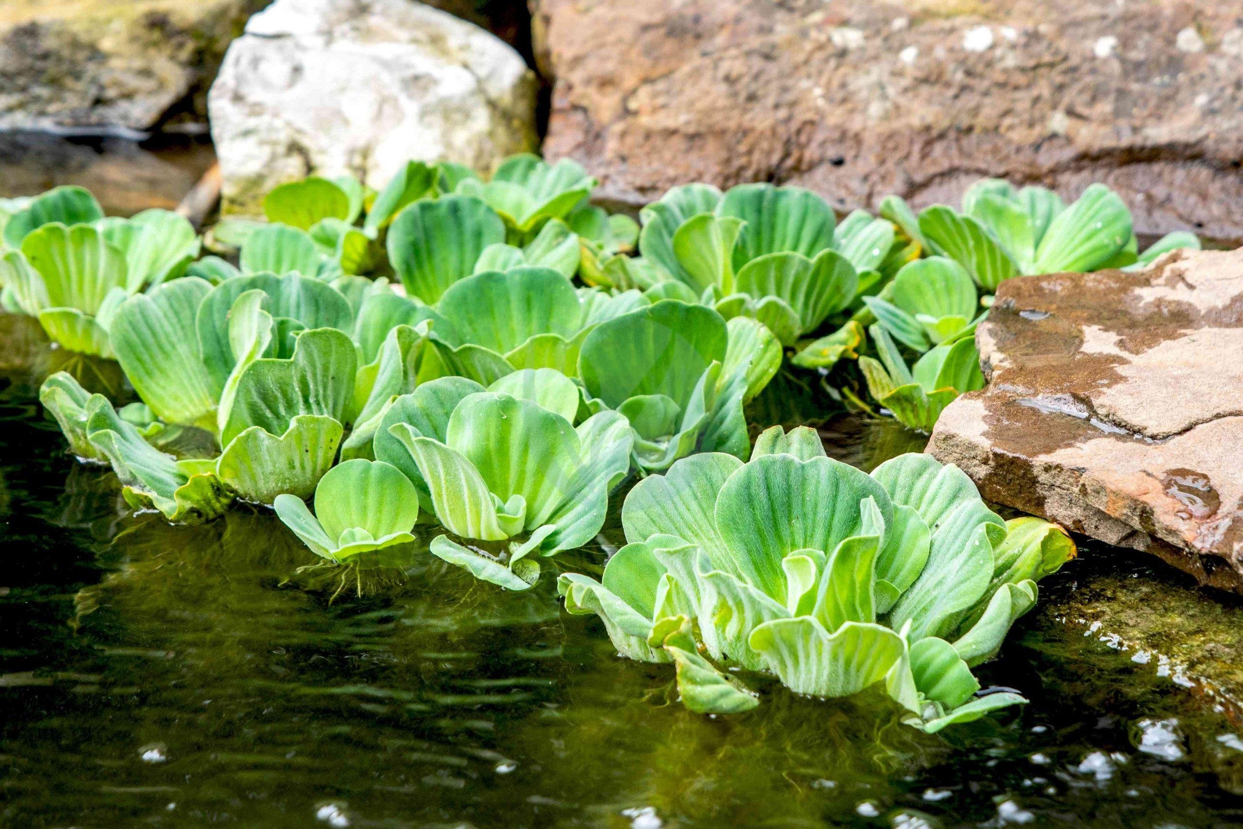 Pistia stratiotes (Laitue d’eau) - الصورة 3
