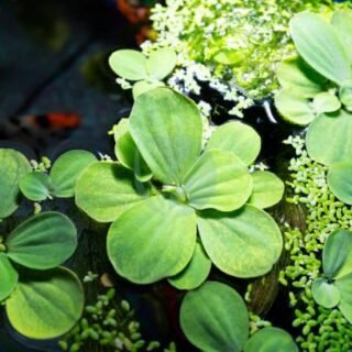 Nymphaea (Nénuphar) – Image 4