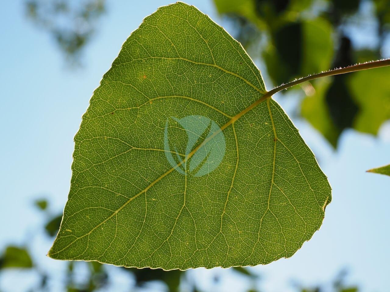 leaf-671661_1280