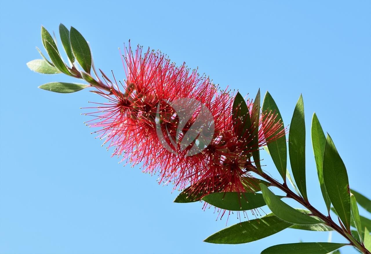 Callistemon citrinus (rince bouteille) - الصورة 3