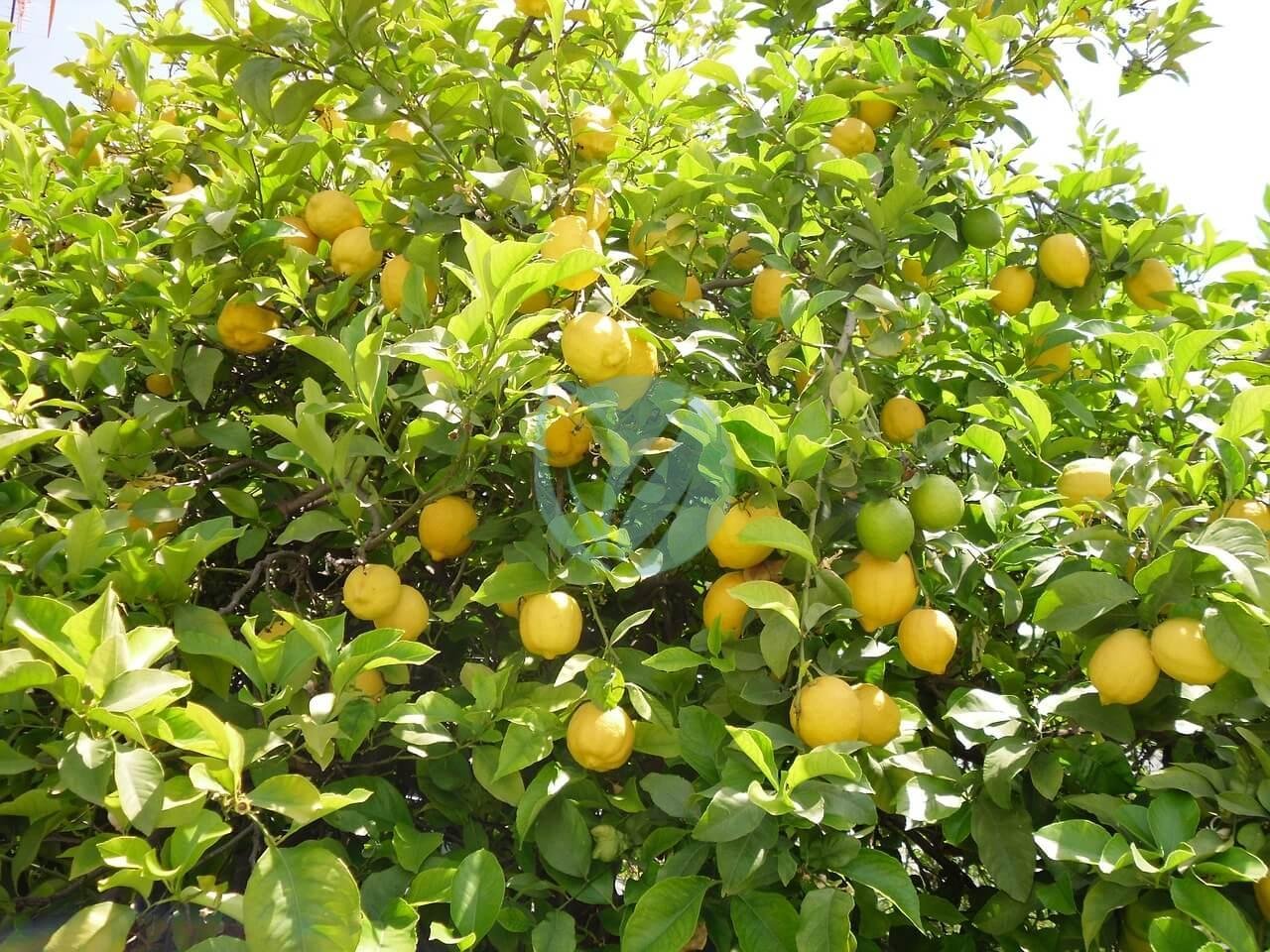 lemon-tree-225907_1280-1