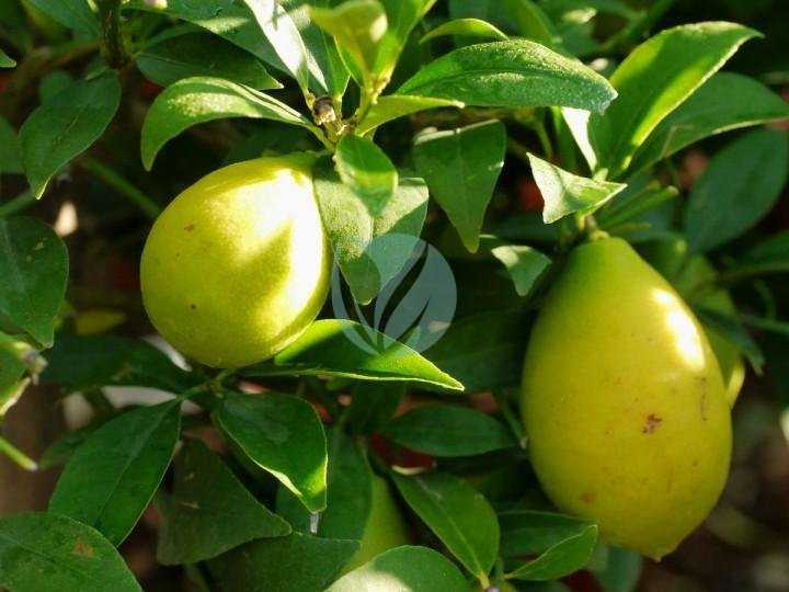 limquat-citrofortunella-maroc-3