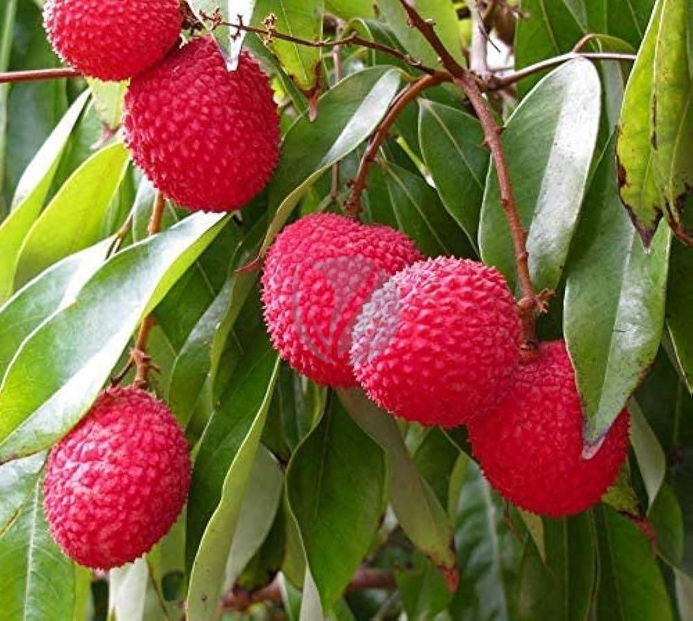 litchi-3