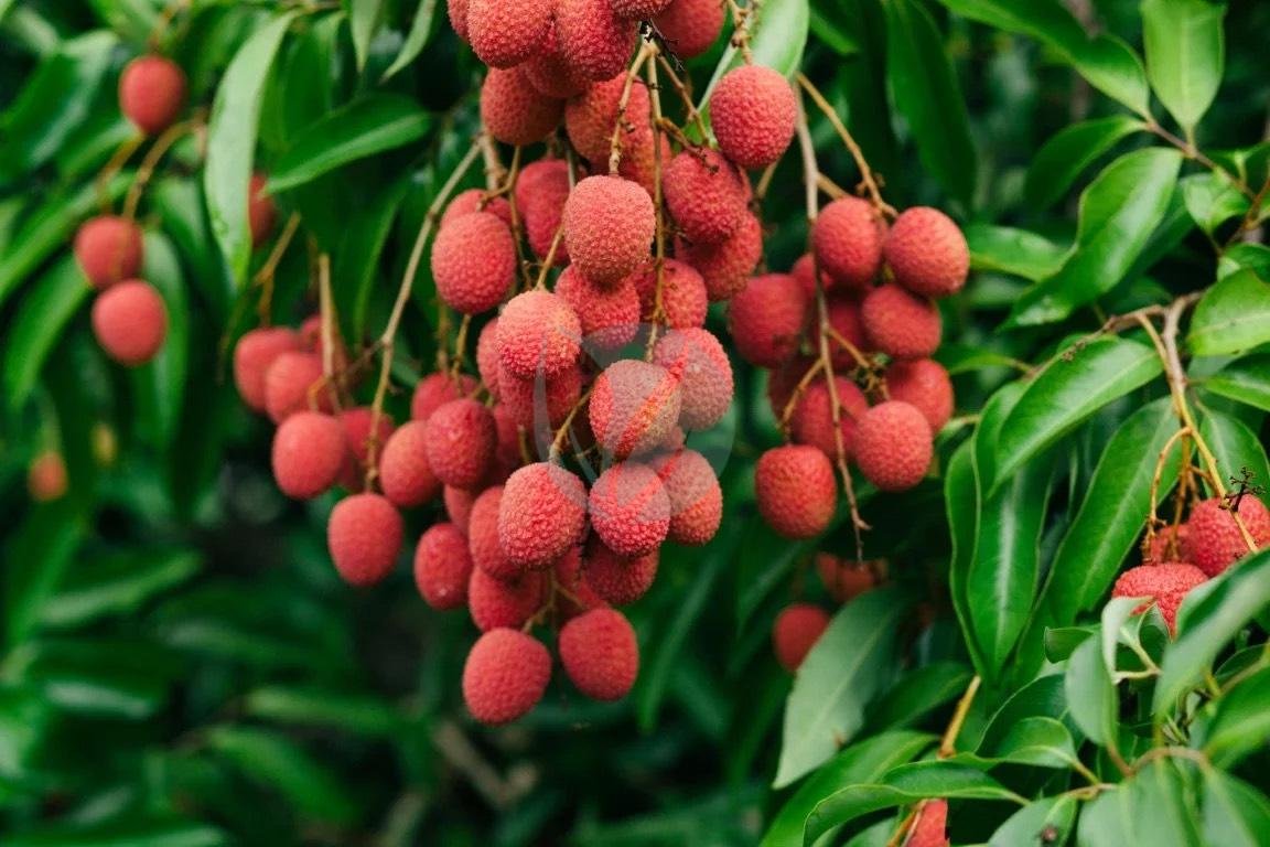 litchi-clorofila-3