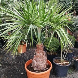 Butia capitata (arbre à laque) – Image 5