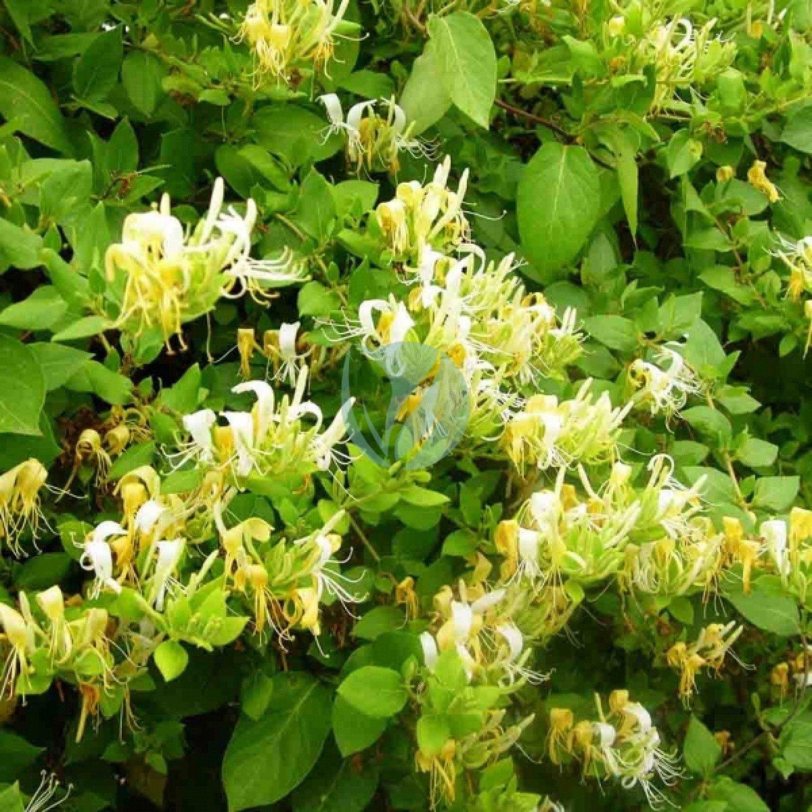 lonicera-chevrefeuille-maroc-3