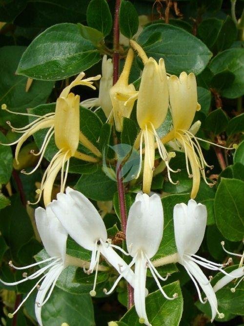 lonicera-chevrefeuille-maroc-clorofila-3