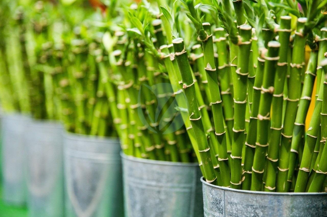 lucku-bambou-chance-clorofila-pepiniere-3