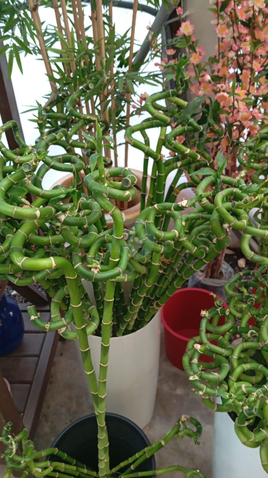 Bambou Lucky (Bambou de la chance) – Image 3