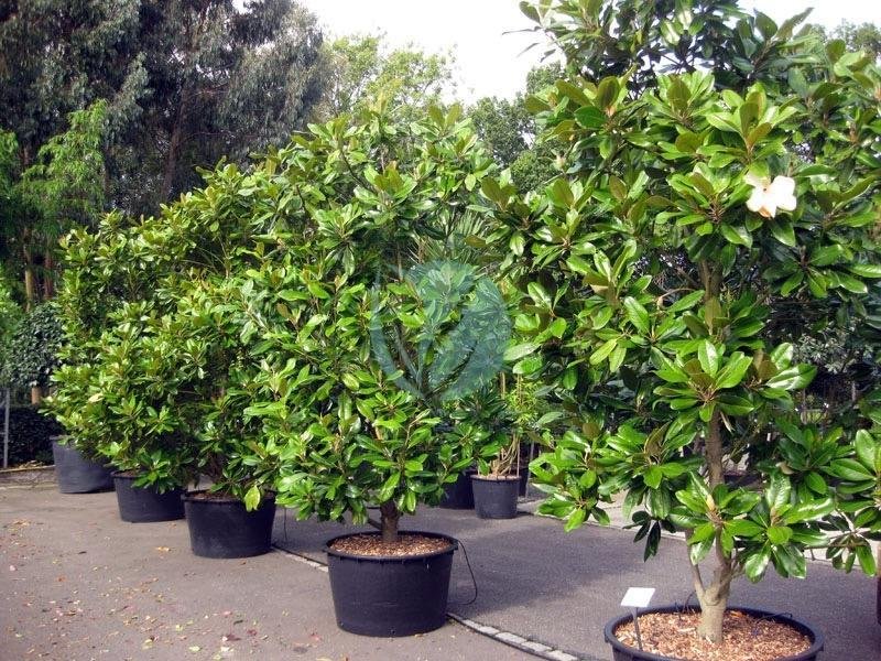 magnolia-grandiflora-maroc-clorofila-2-1