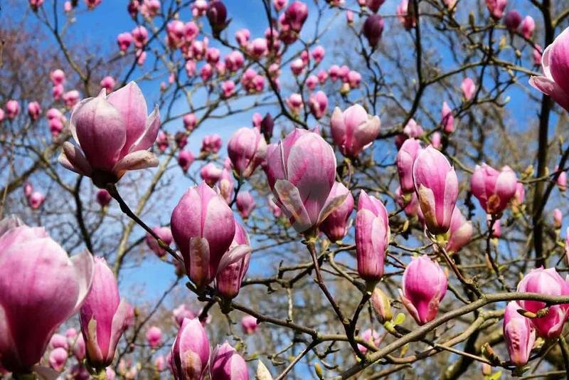 magnolia-soulangeana-3