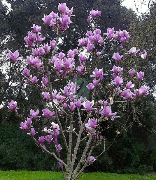 magnolia-soulangeana-clorofila-3