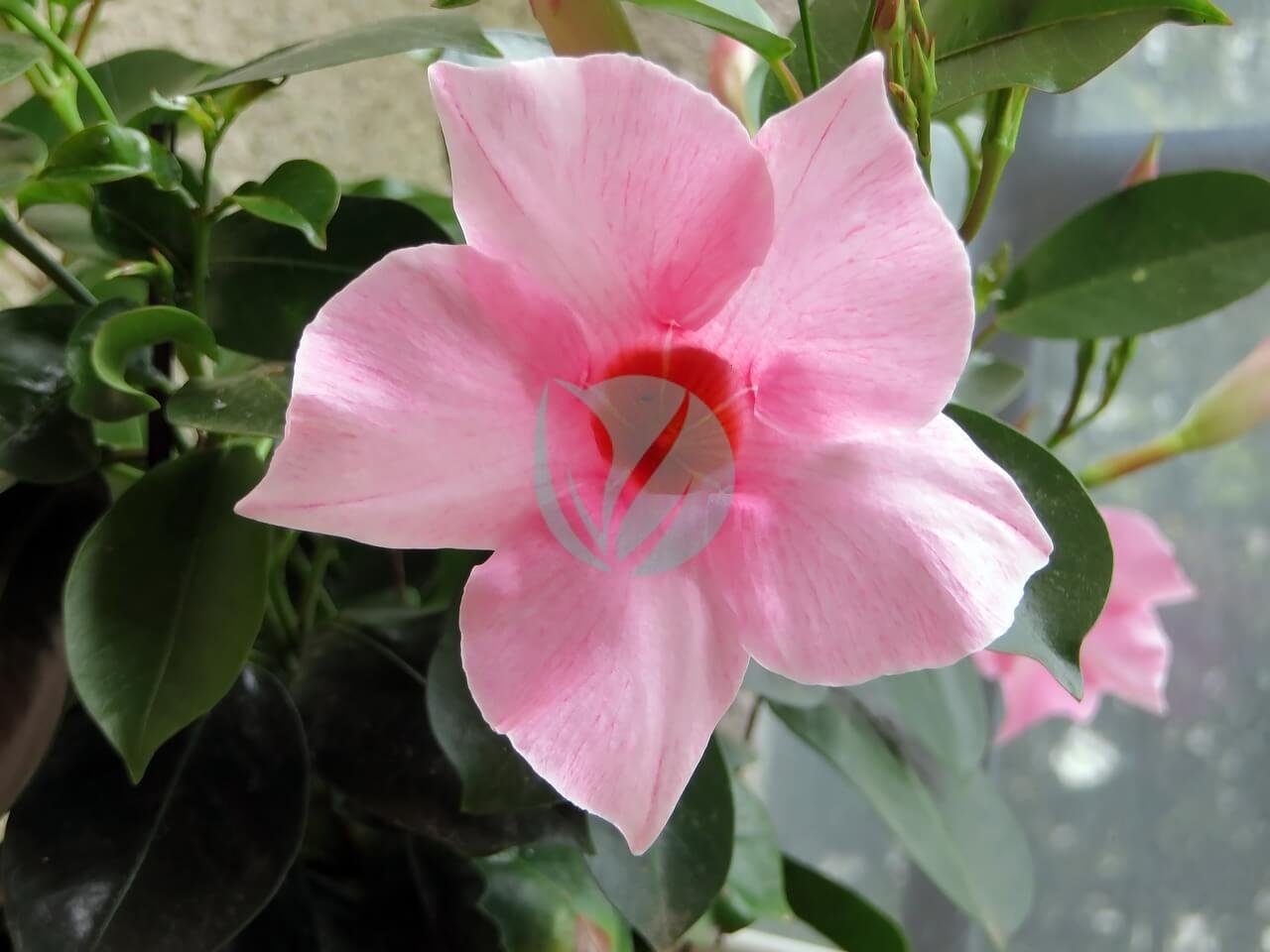 mandevilla-1578635_1280-3