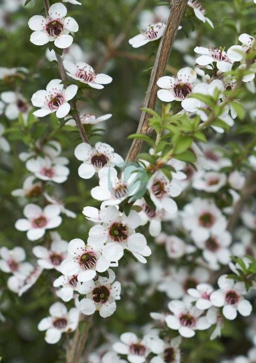 manuka-leptospermum-scoparium-maroc-1