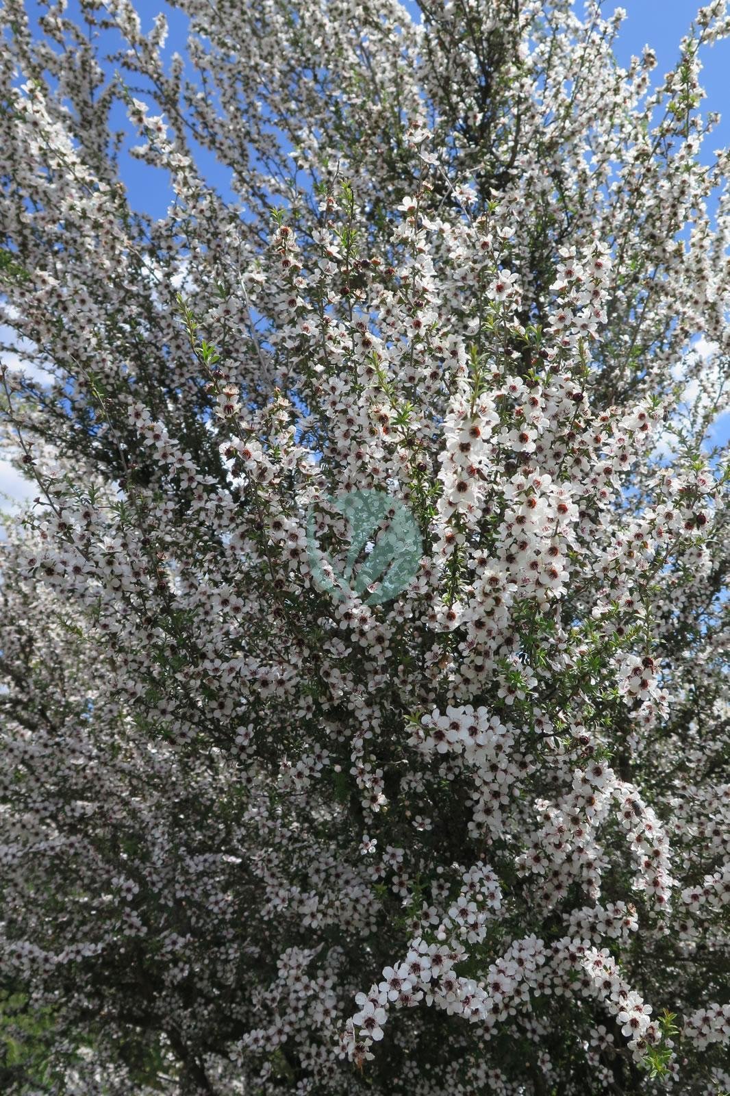 manuka-leptospermum-scoparium-maroc-clorofila