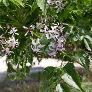 Manguier Osteen – Image 4