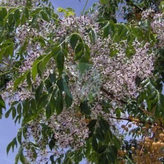 Albizia (Arbre à soie) - الصورة 3