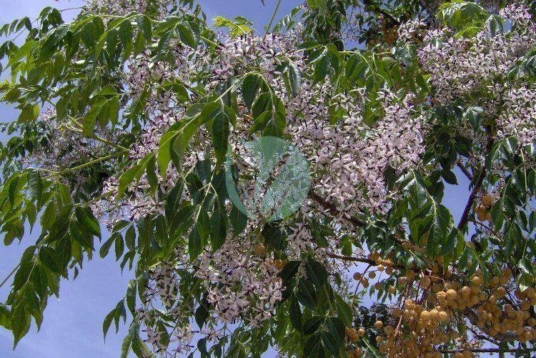 melia-azedarach-maroc-clorofila-1