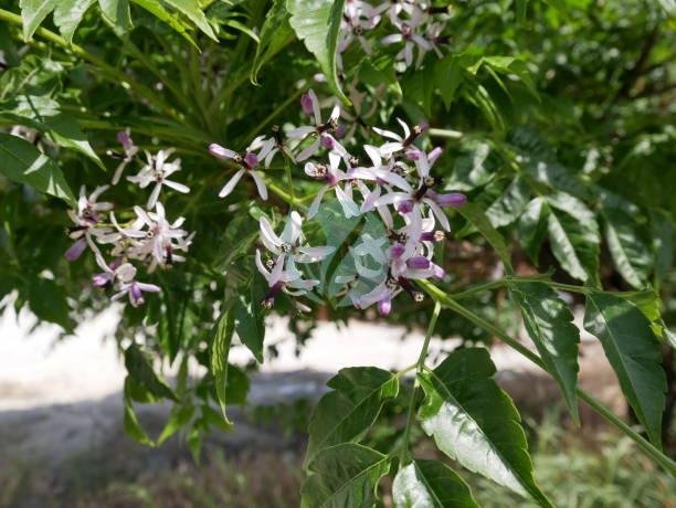 melia-azedarach-maroc