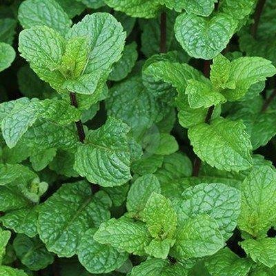 menthe-marocaine-clorofila-1