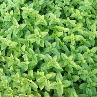 Verveine (Verbena officinalis) - الصورة 4