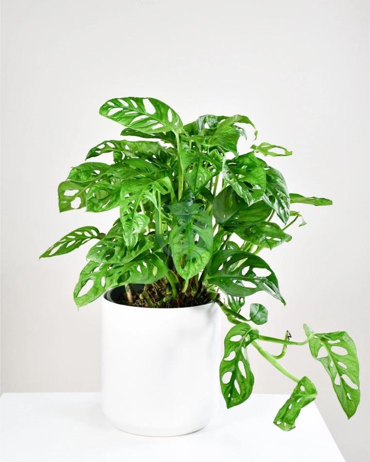 monstera-adansonii-3