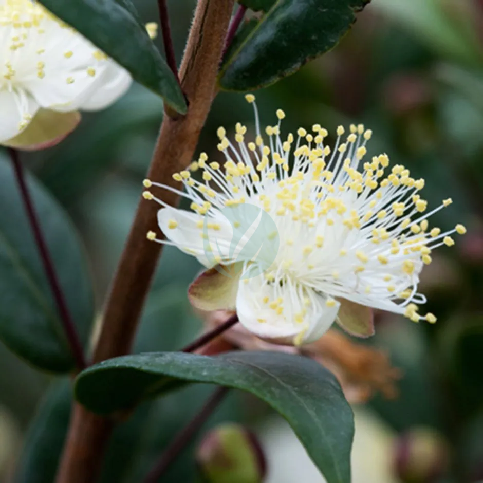 myrtus-communis-maroc-6