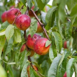 Oranger (citrus sinensis) – Image 5