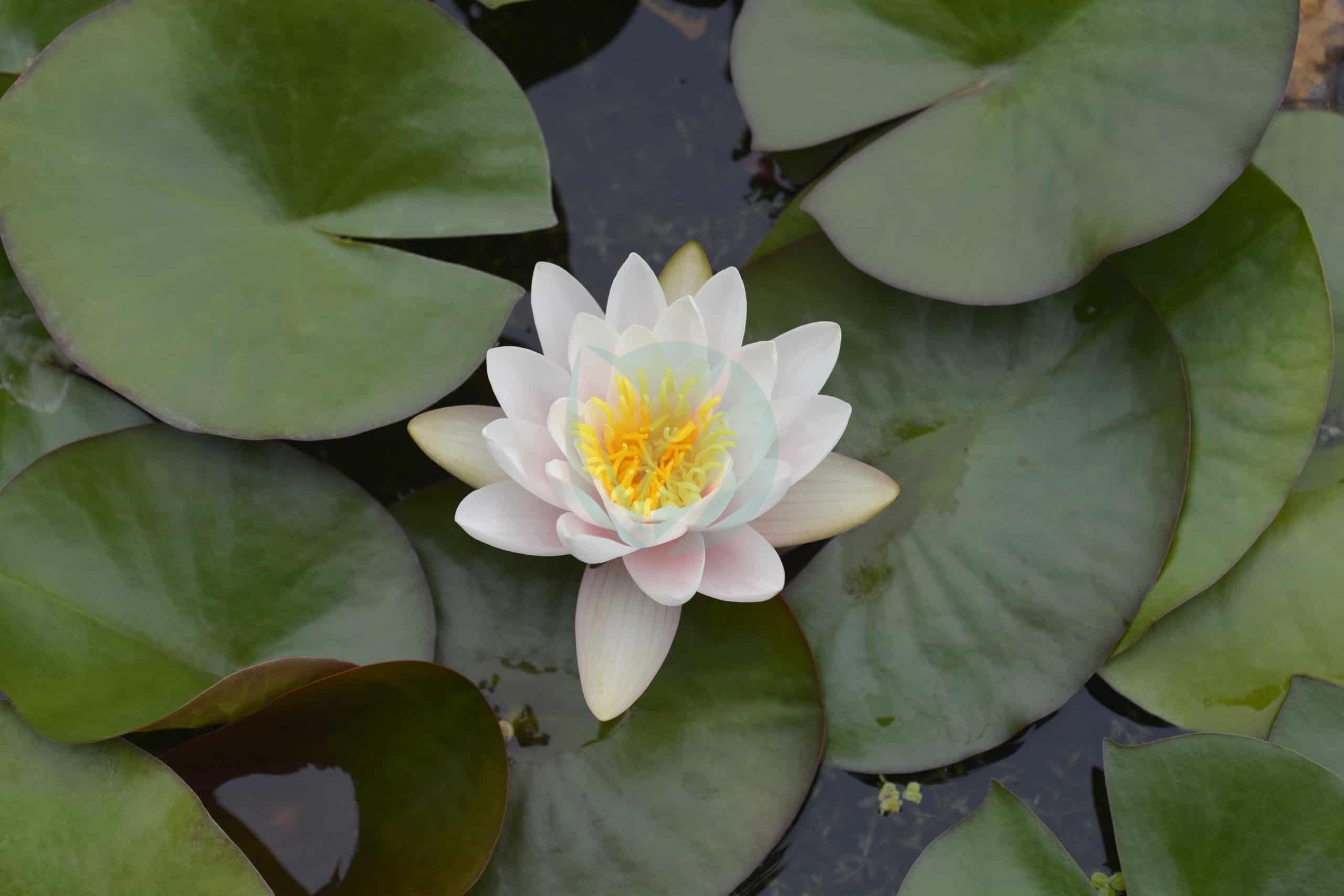 Nymphaea (Nénuphar) – Image 3