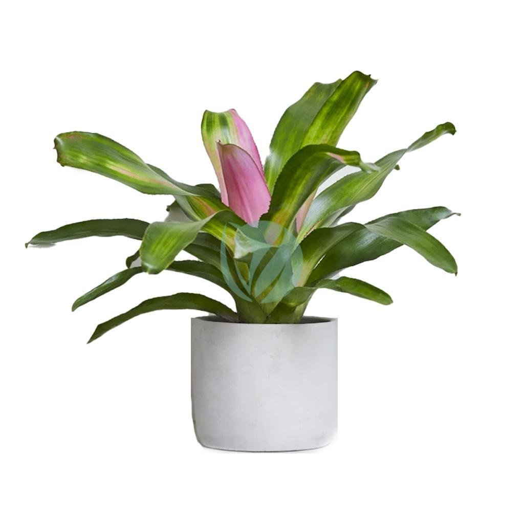 neoreglia-clorofila-maroc-1-3