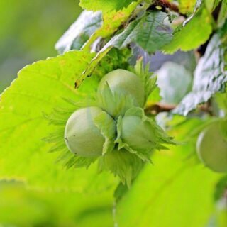 Pacanier (carya illinoinensis) - الصورة 3