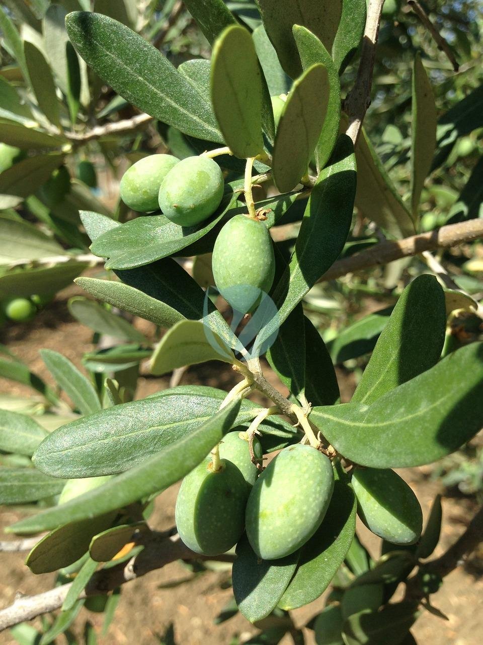 olives-1549770_1280