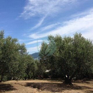 Populus alba (peuplier blanc) – Image 4