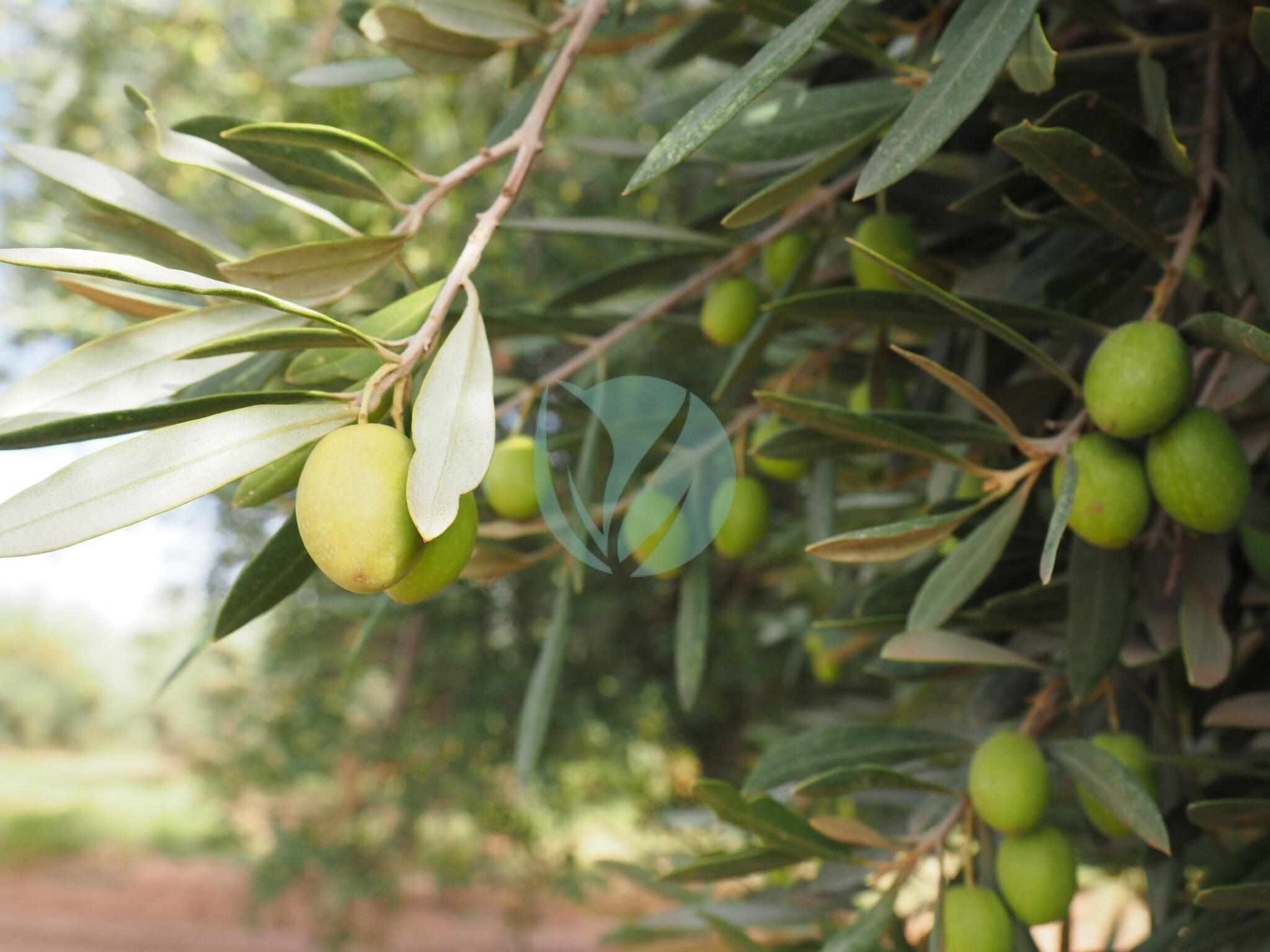 olivier-menara-maroc
