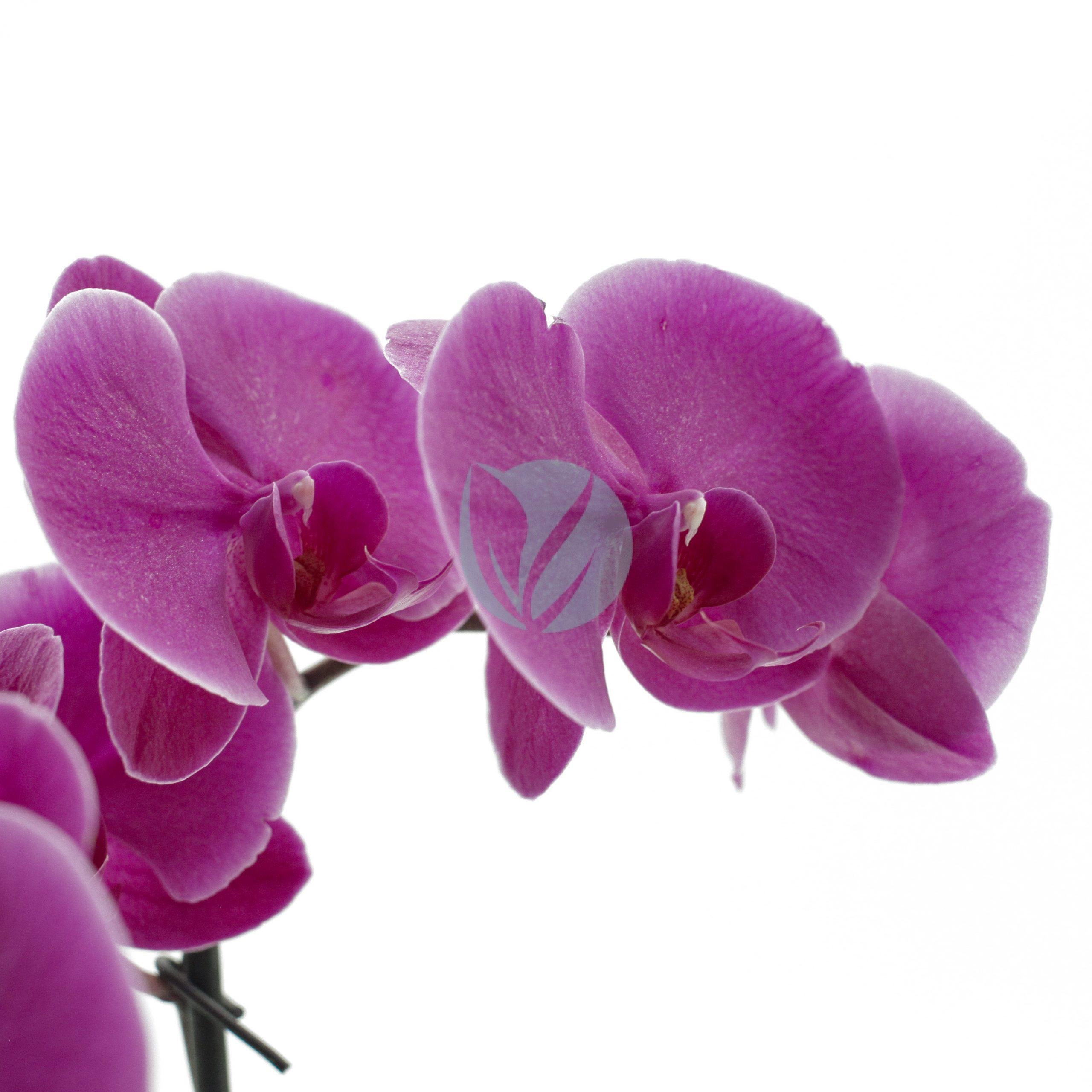orchidee-phalaenopsis-clorofila-scaled-1-3