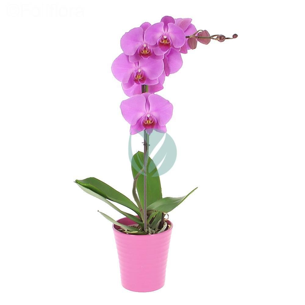 orchidee-phalaenopsis-maroc-clorofila-3