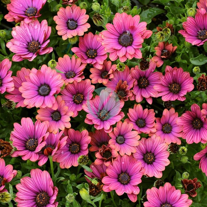 osteospermum-maroc-3