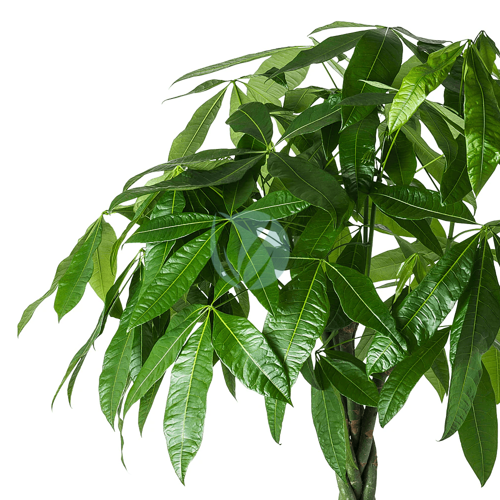 pachira-aquatica-clorofila-3