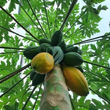 papaye-carica-papaya-maroc-clrofila-2-3