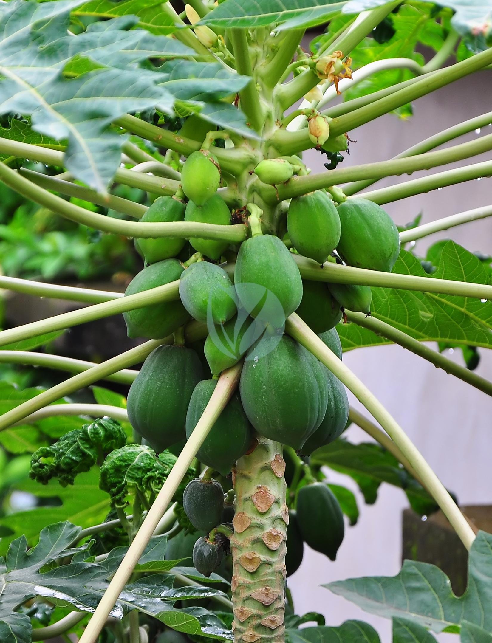 papaye-carica-papaya-maroc-clrofila-4