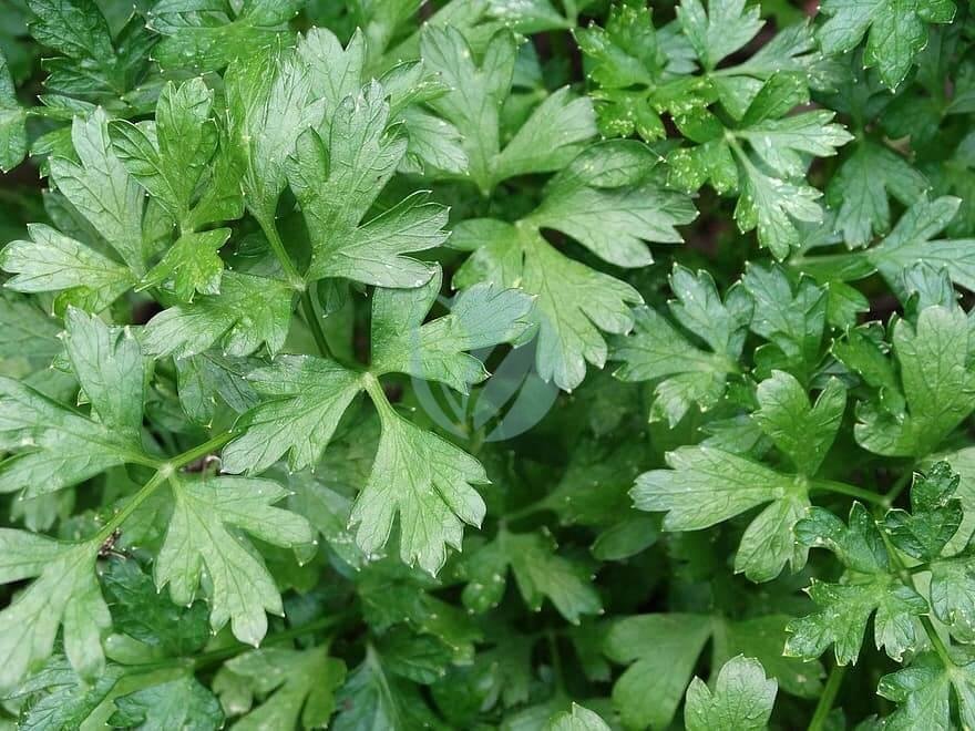 parsley-italian-parsley-green-herb-cooking-delicious