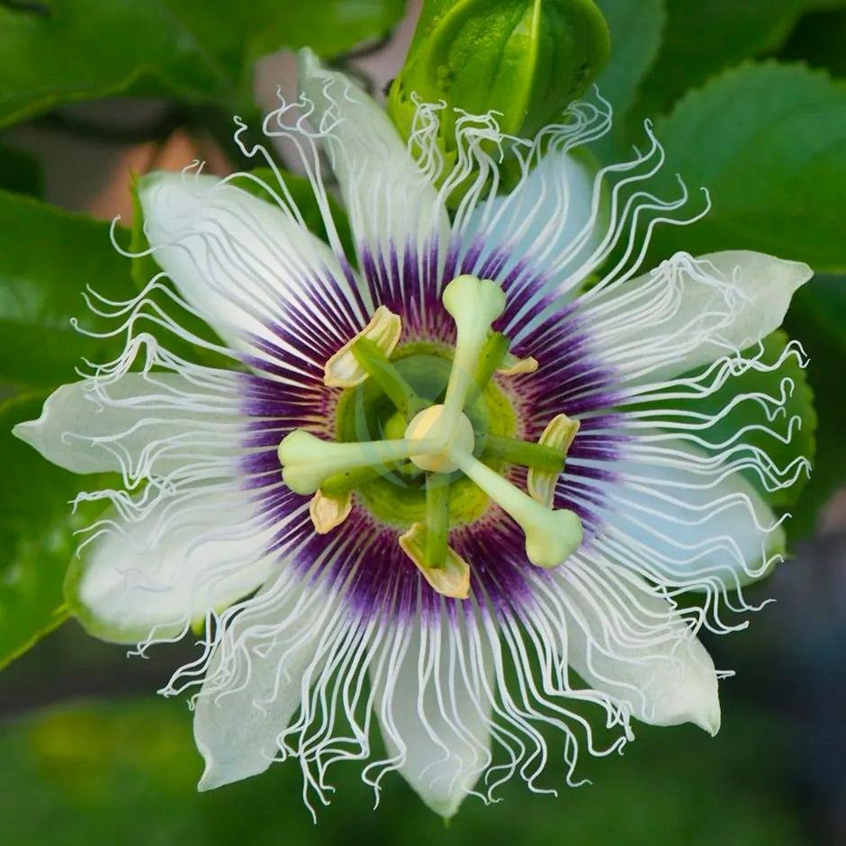 Passiflora edulis (fruit de la passion, grenadille) – Image 3