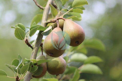pears-5434553__340