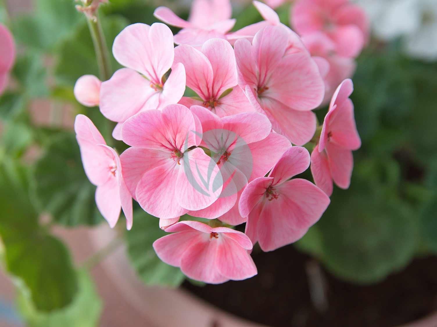 pelargonium-maroc-3